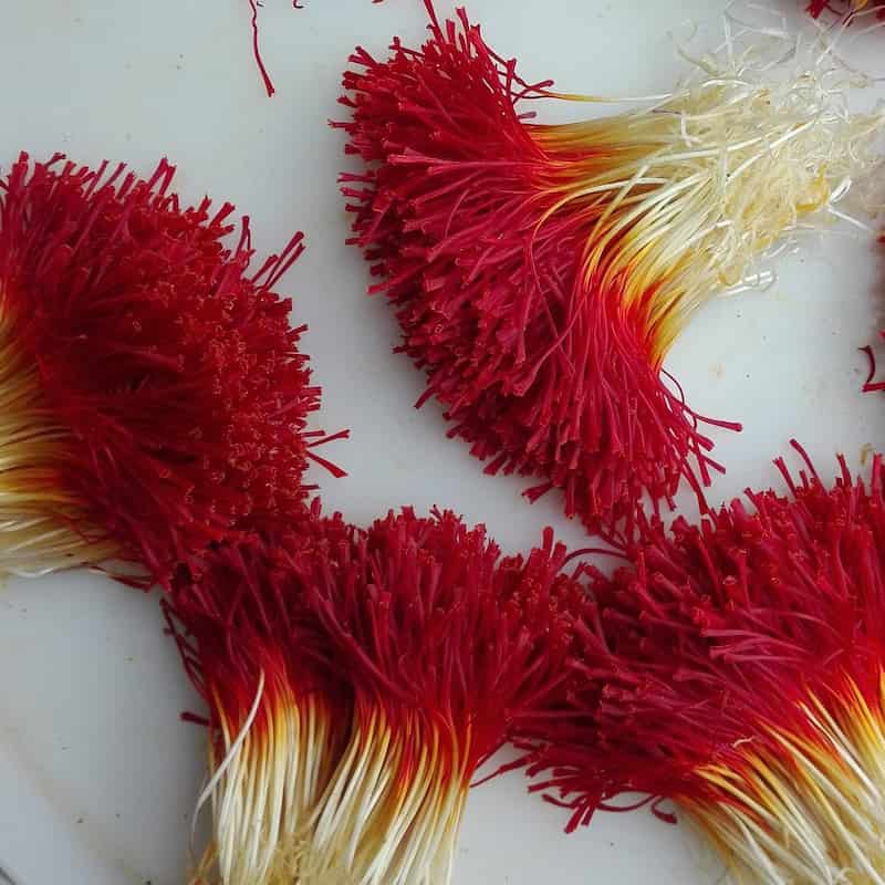 قیمت خرید زعفران دسته دخترپیچ با فروش عمده